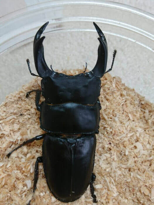 国産オオクワガタ　能勢