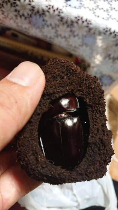 ヤエヤママルバネクワガタ