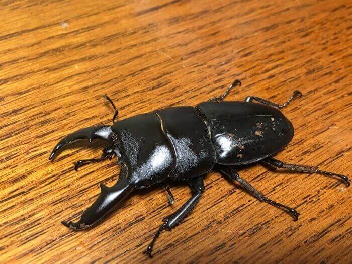 国産ヒラタクワガタ