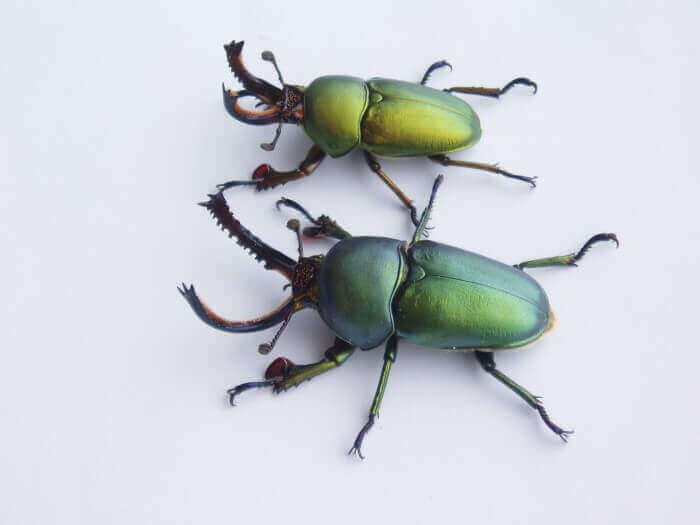 パプアキンイロクワガタ　ワナメ