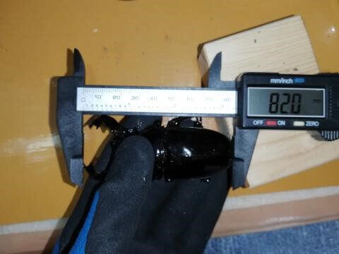 タランドゥスオオツヤクワガタ