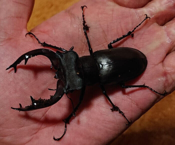 ユダイクスミヤマクワガタ