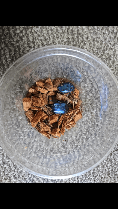 スペキオーサツヤハナムグリ・シアノクロラ