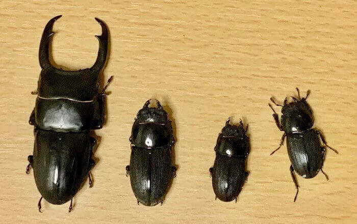 パリーオオクワガタ　カンボジア