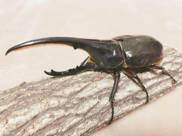 ヘラクレス・ヘラクレス