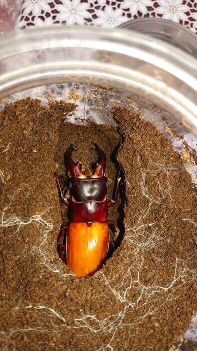 ボーリンフタマタクワガタ