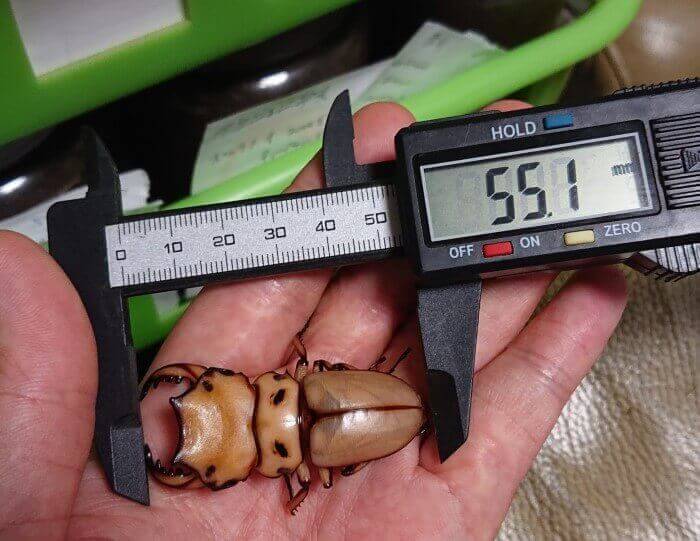 メリーメンガタクワガタ