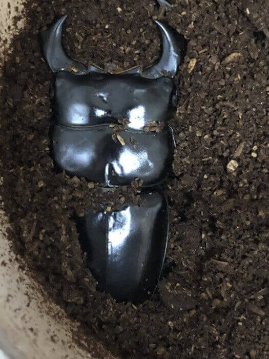 アンタエウスオオクワガタ　ネパール