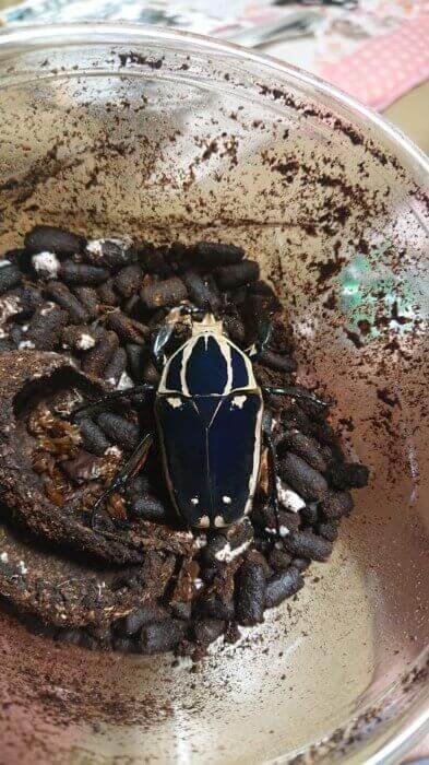 ウガンデンシスオオツノカナブン