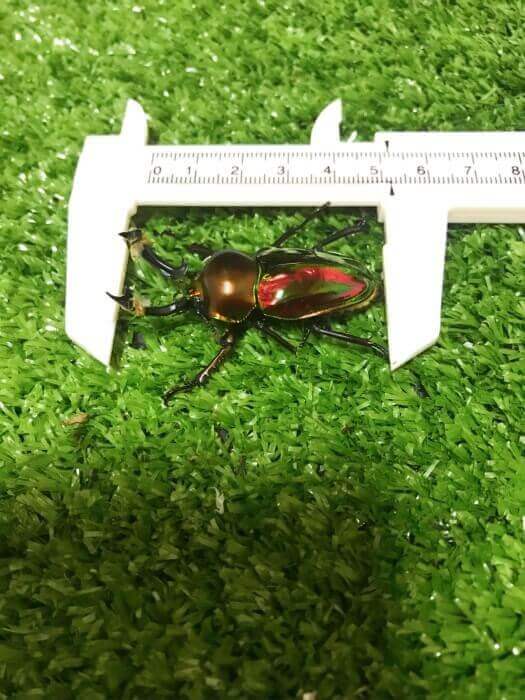 ニジイロクワガタ ノーマル