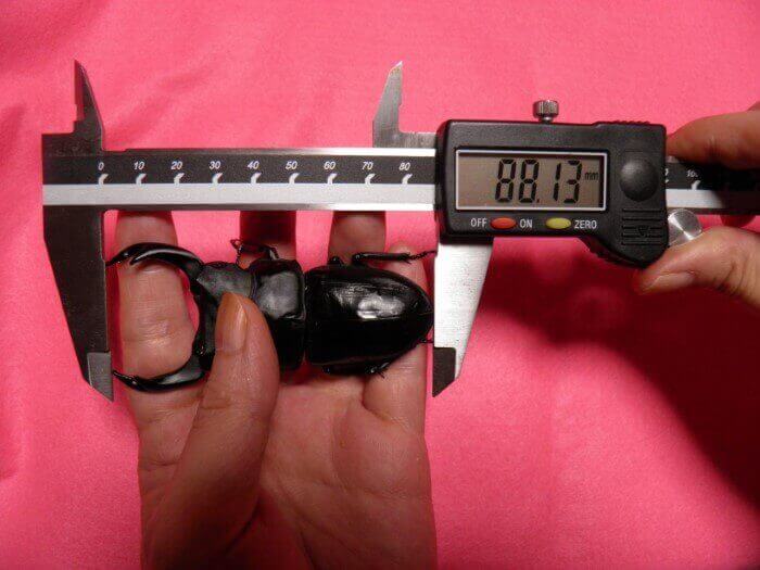 国産オオクワガタ　能勢