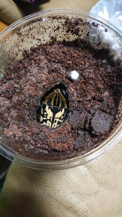 オーベルチュールオオツノカナブン