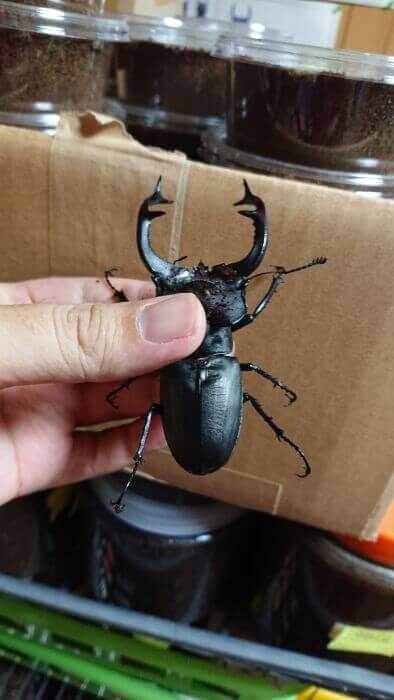 ユダイクスミヤマクワガタ