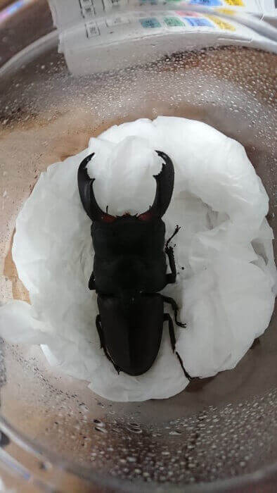 スラウェシオオヒラタクワガタ　秘密の離島