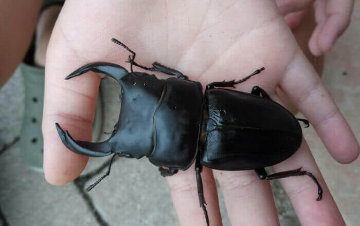 国産オオクワガタ