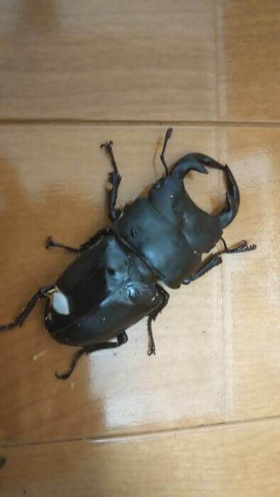 グランディスオオクワガタ　インド