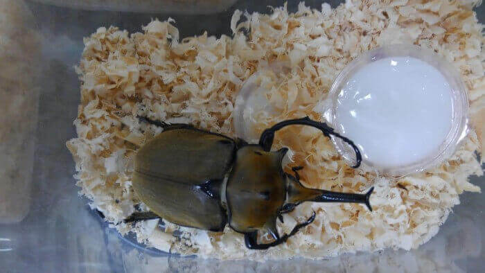 エレファスゾウカブト