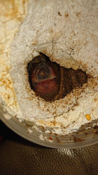 ホペイオオクワガタ　張飛血統