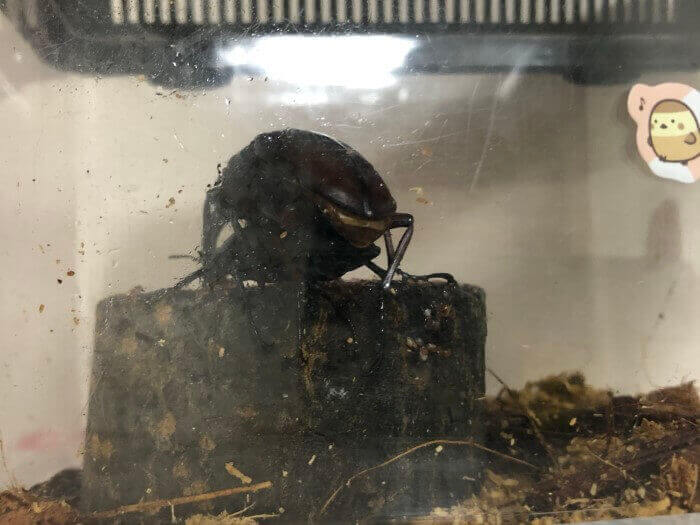 国産ノコギリクワガタ