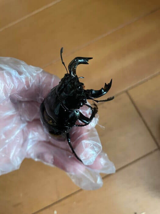 タランドゥスオオツヤクワガタ