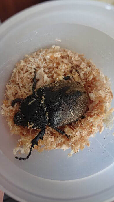 ギアスポリオンゾウカブト