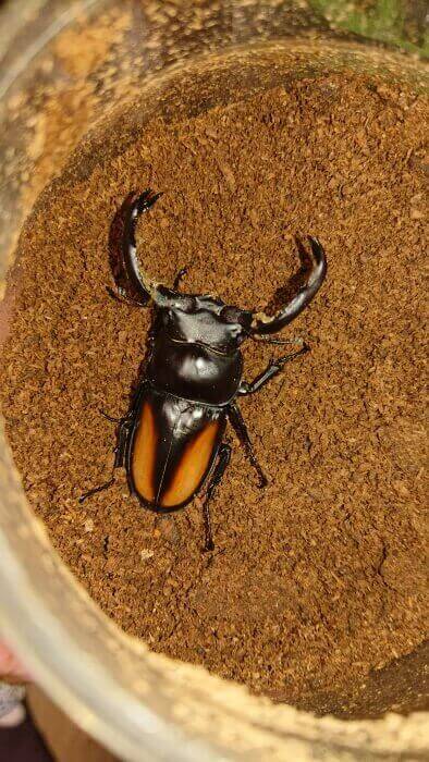 カワノシカクワガタ