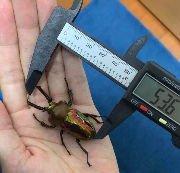 ニジイロクワガタ　ノーマル