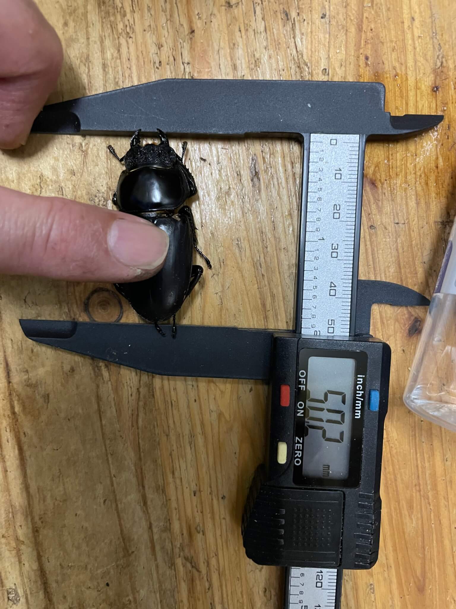 アンタエウスオオクワガタ インド アルナーチャルプラディーシュ州 ローワースバンシリ