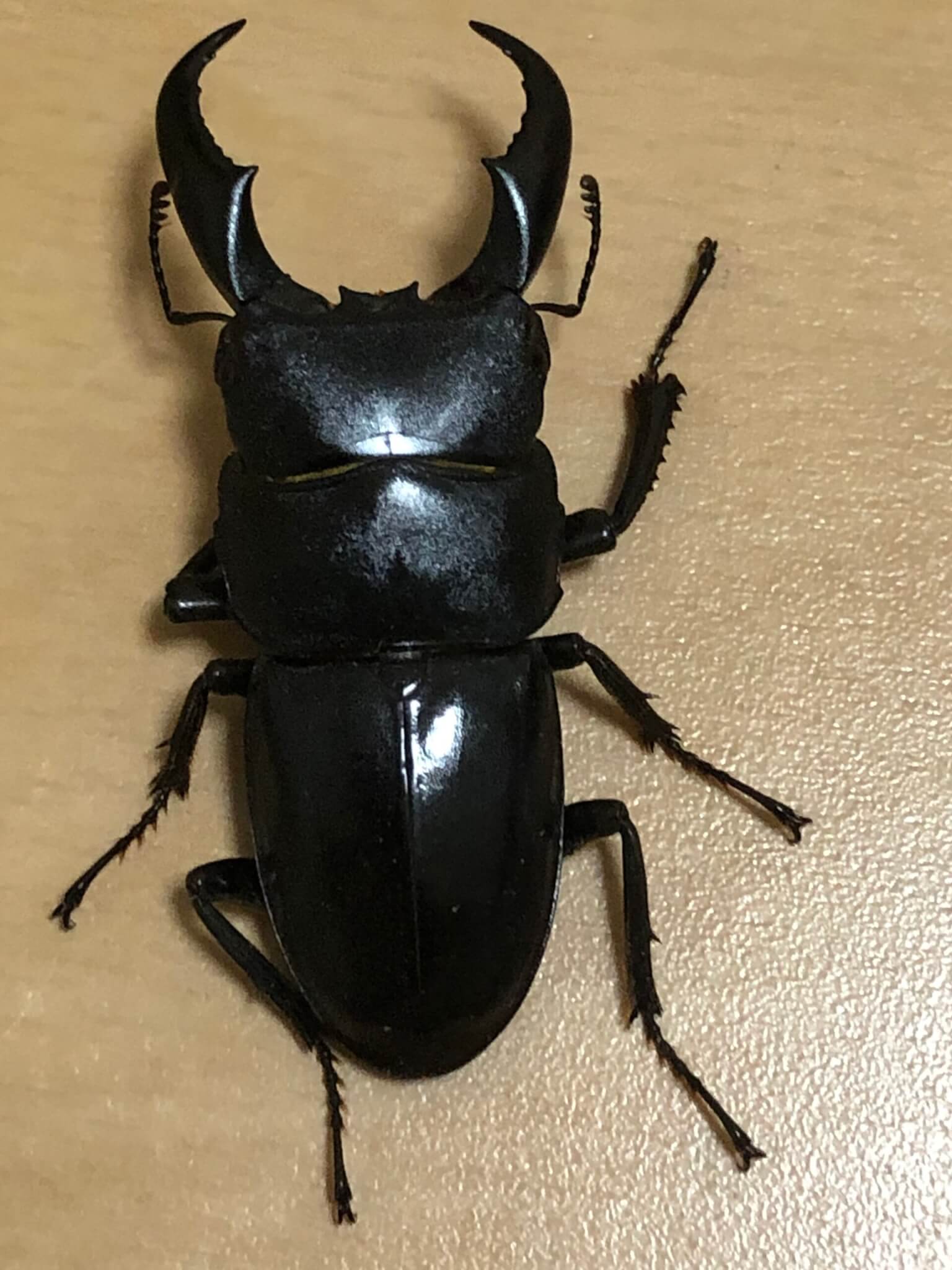 サキシマヒラタクワガタ