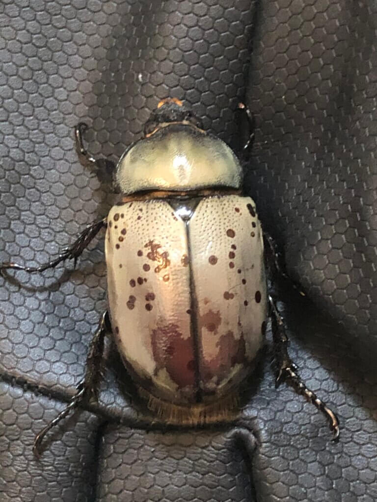 グラントシロカブト