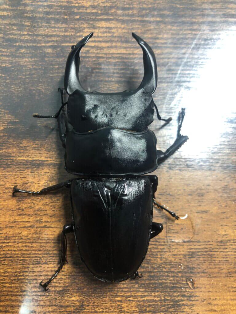 国産オオクワガタ　能勢YG