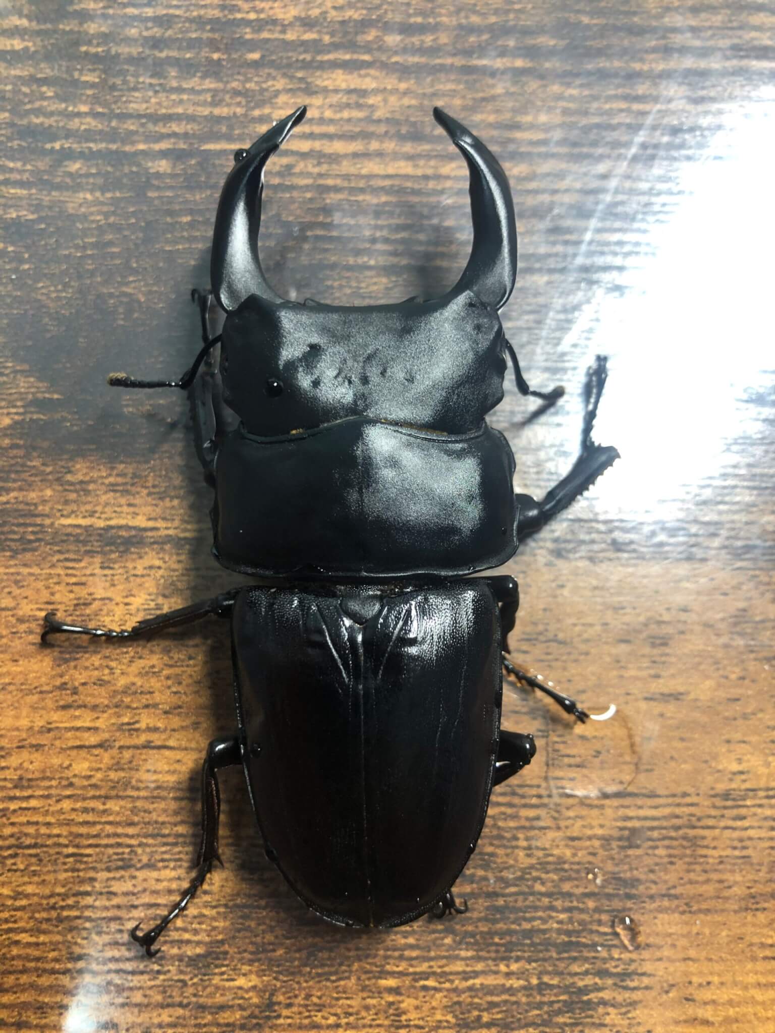 国産オオクワガタ 能勢YG