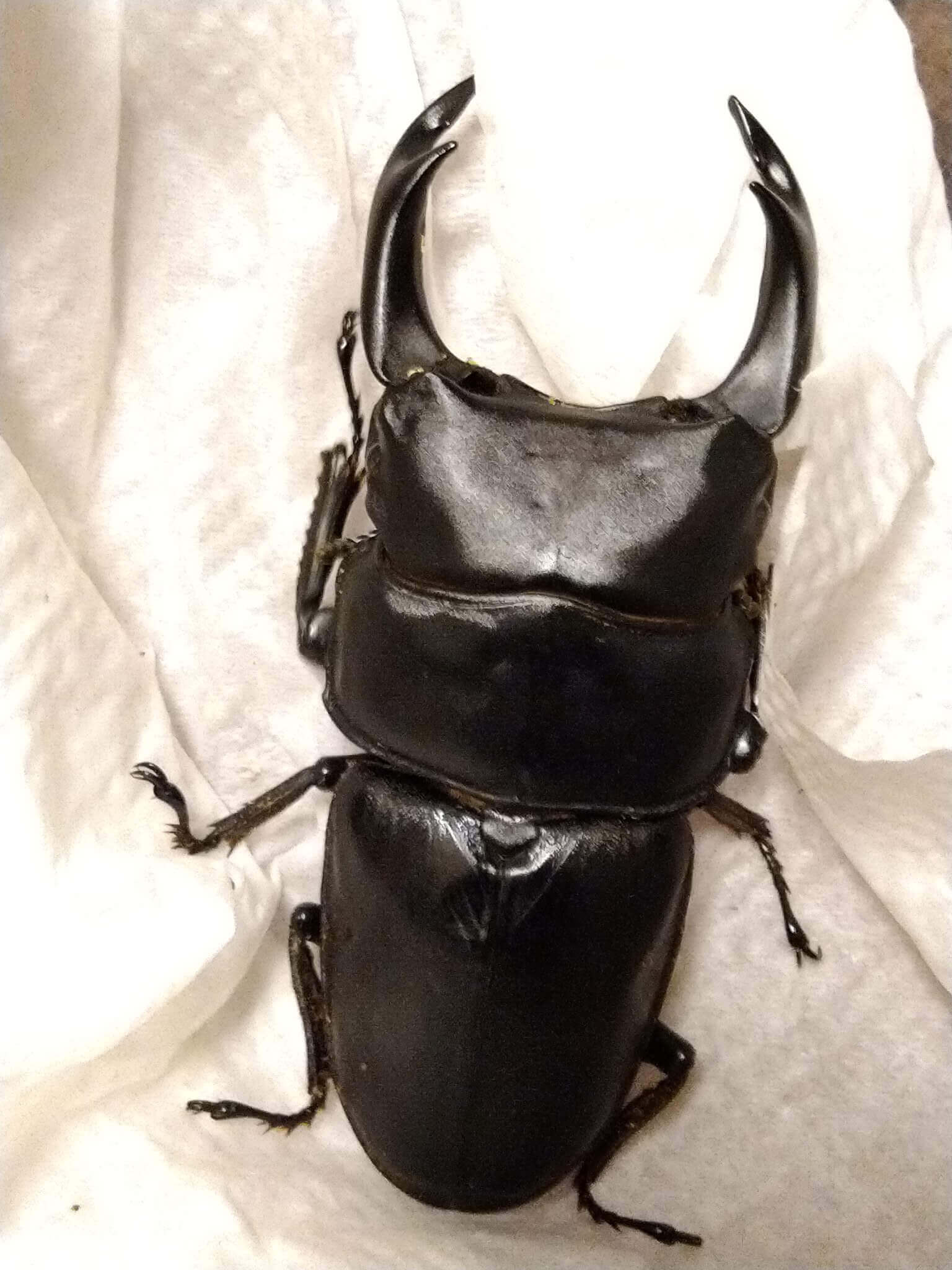 国産オオクワガタ　能勢