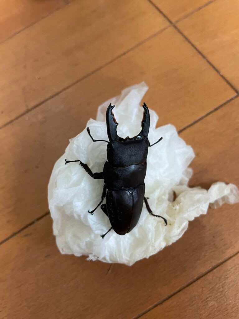 タウルスヒラタクワガタ