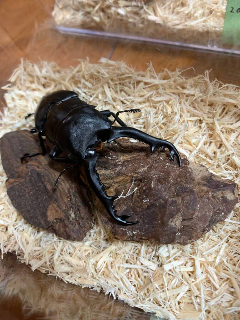 ギラファノコギリクワガタ　ジャワ