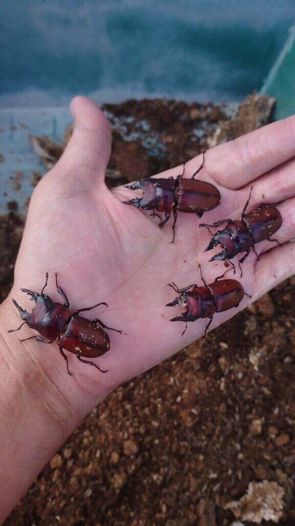 アンティローペノコギリクワガタ