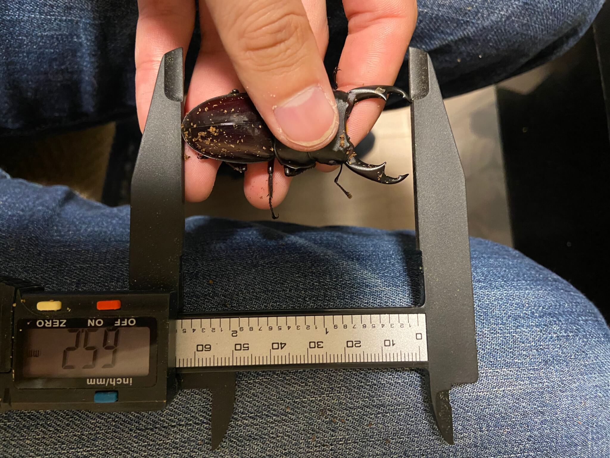 パリ―オオクワガタ