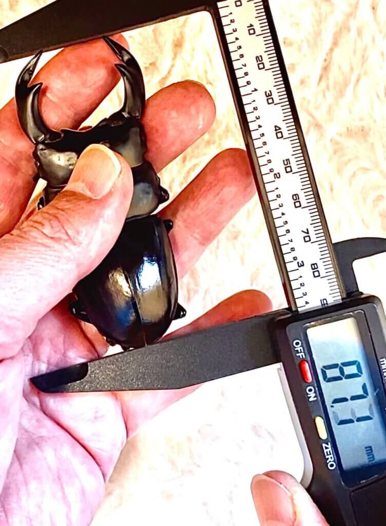 アンタエウスオオクワガタ　ネパールコタン