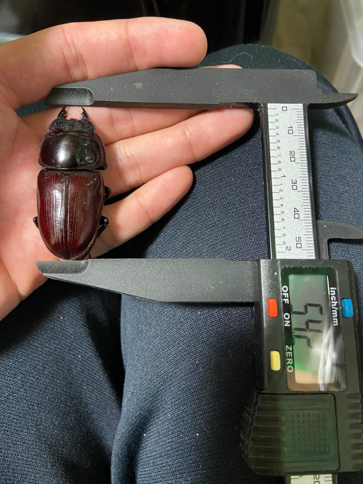 国産オオクワガタ　能勢