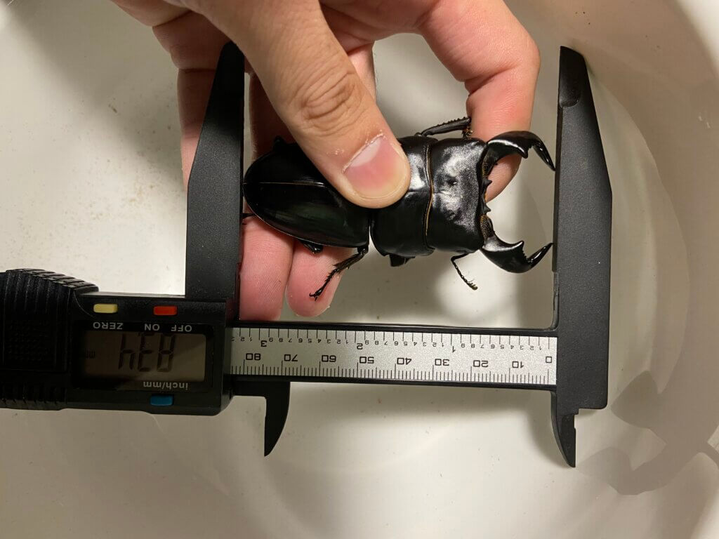 ダイオウヒタラクワガタ