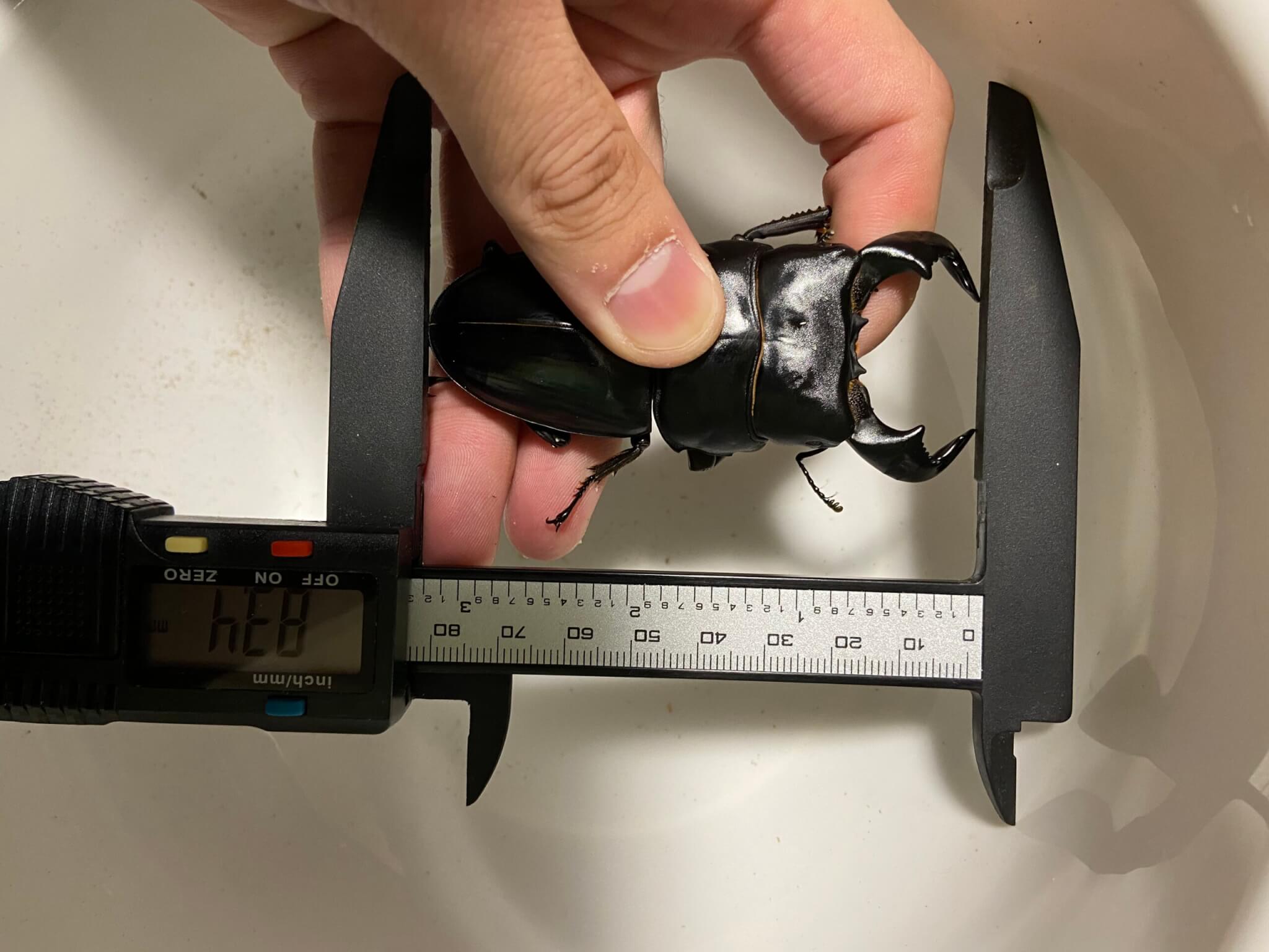 ダイオウヒタラクワガタ