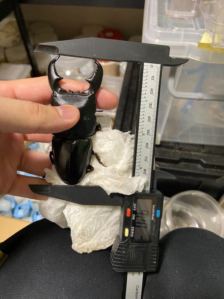 スマトラオオヒラタクワガタ