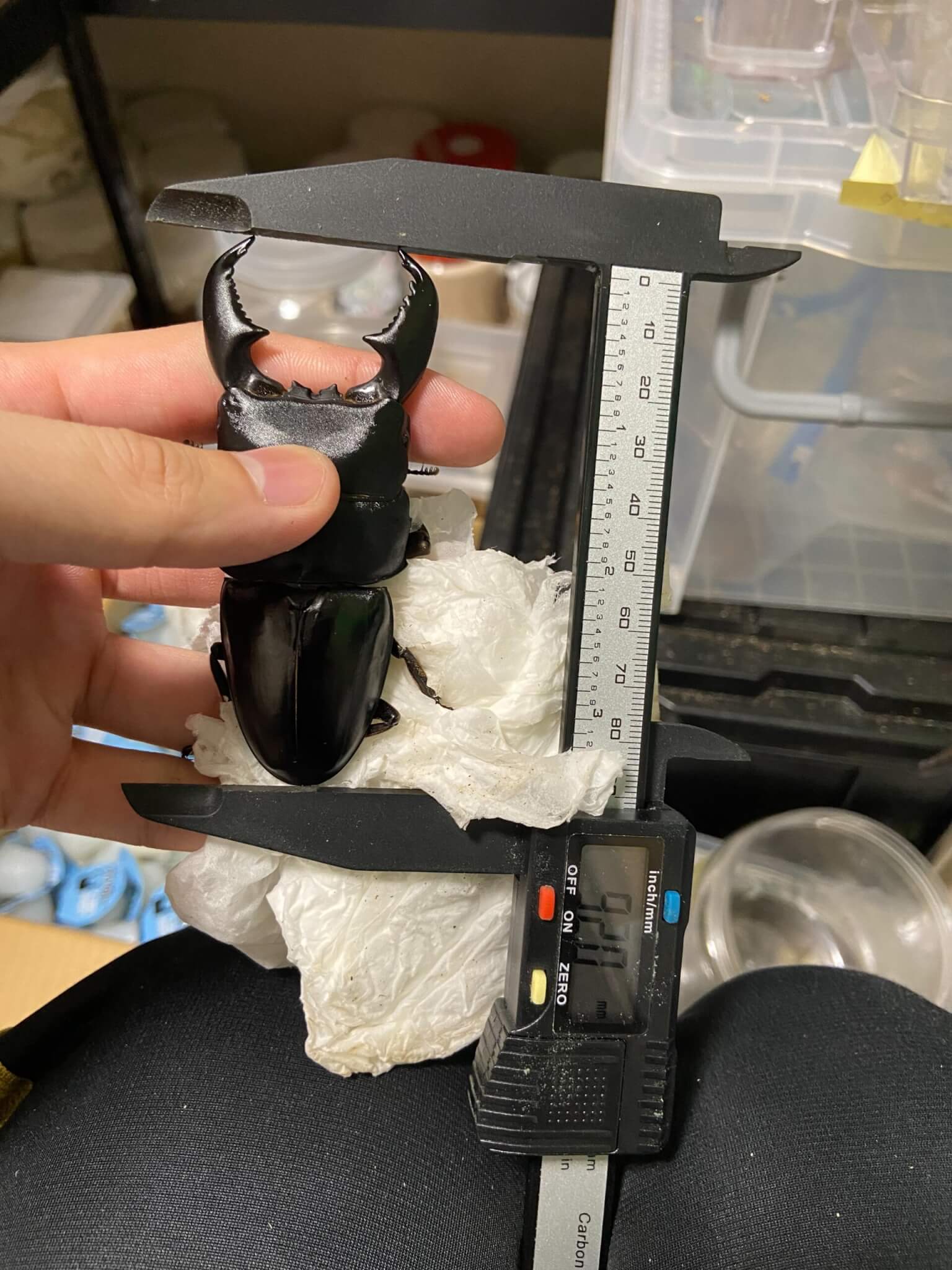 スマトラオオヒラタクワガタ