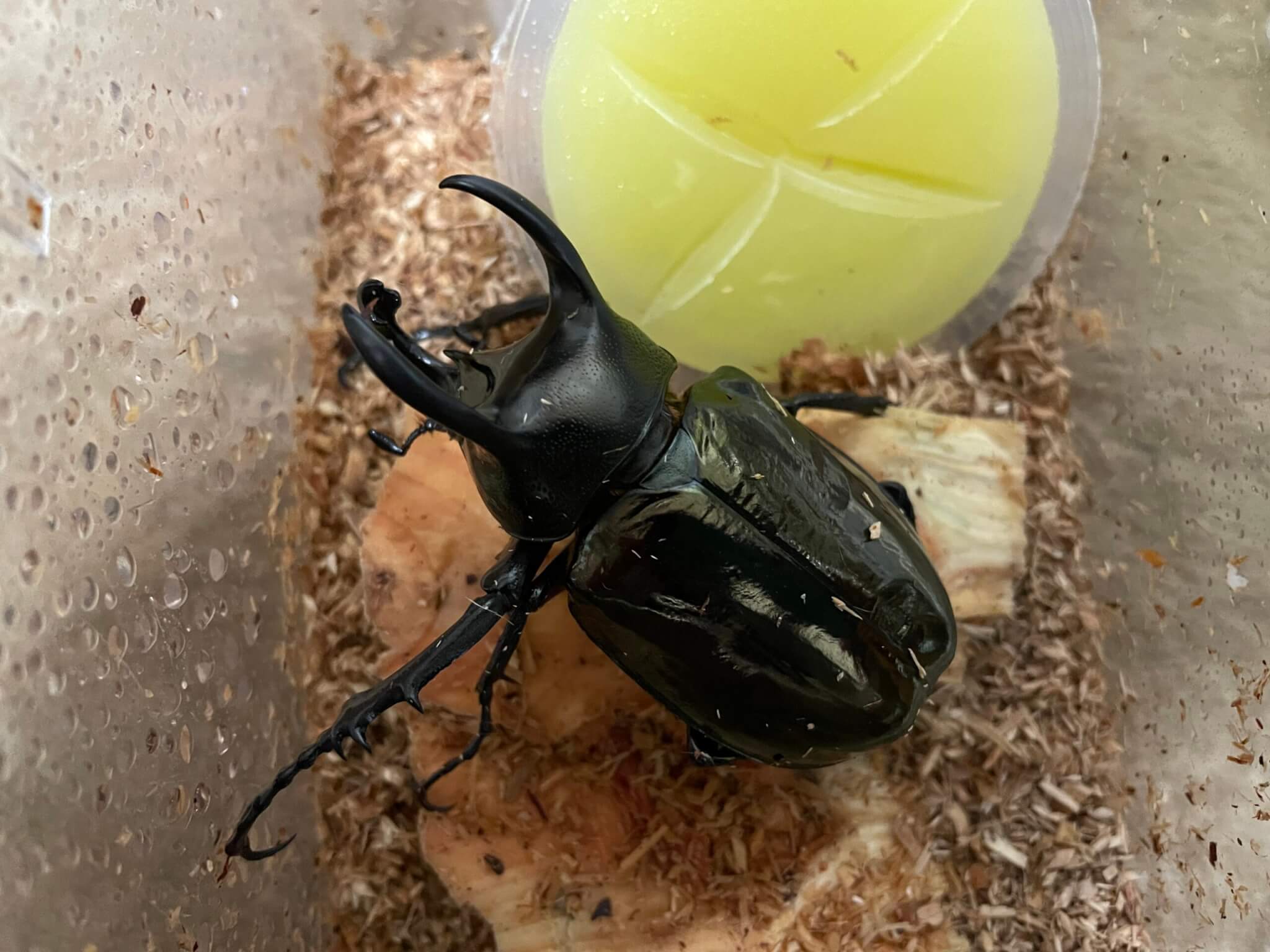 アトラスオオカブト ミンダナオ