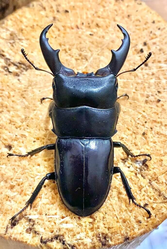 ミヤマヒラタクワガタ