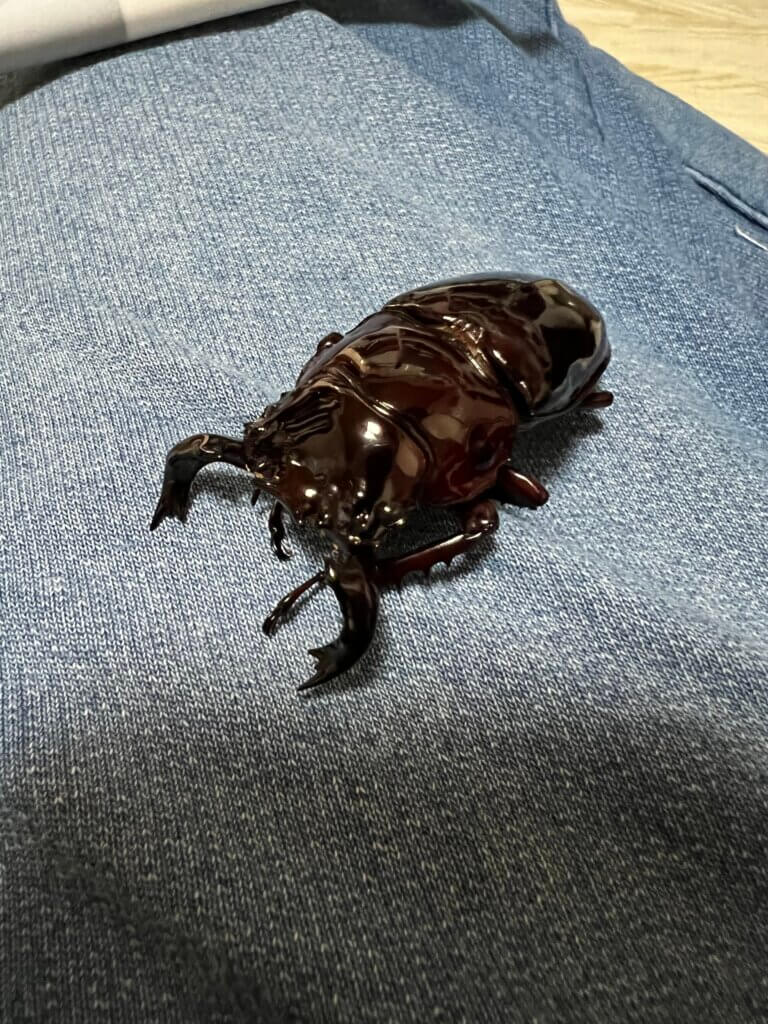 タランドゥスオオツヤクワガタ