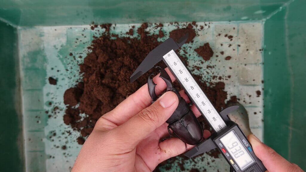 スラウェシオオヒラタクワガタ