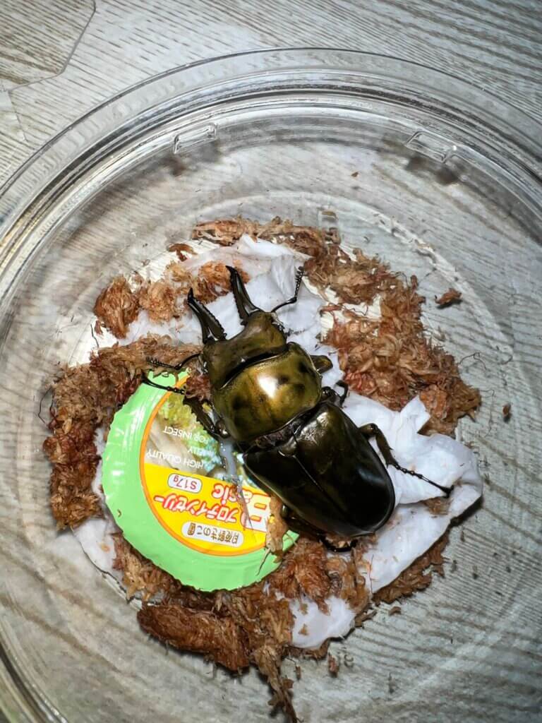 ローゼンベルグオウゴンオニクワガタ