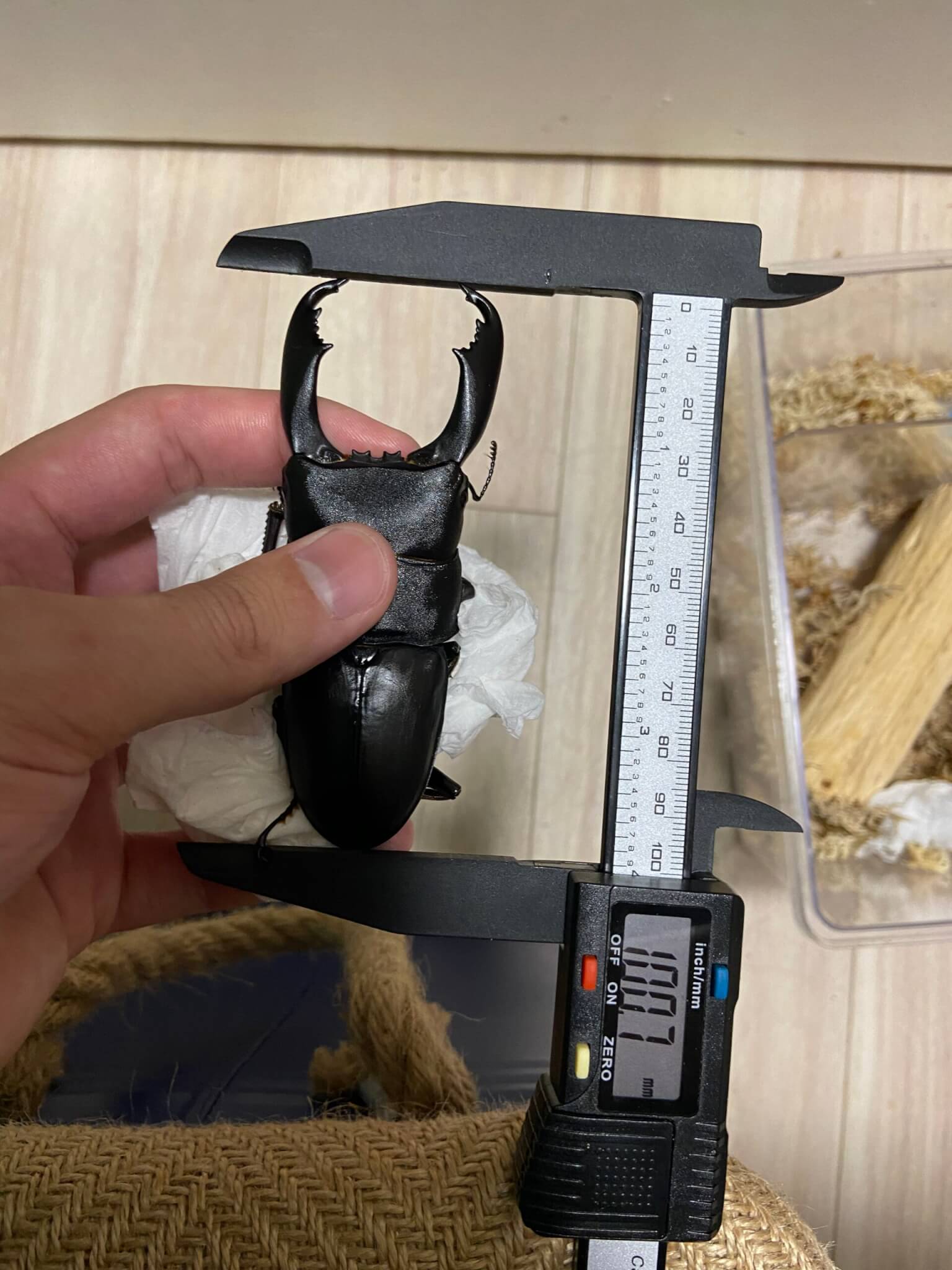 スラウェシオオヒラタクワガタ