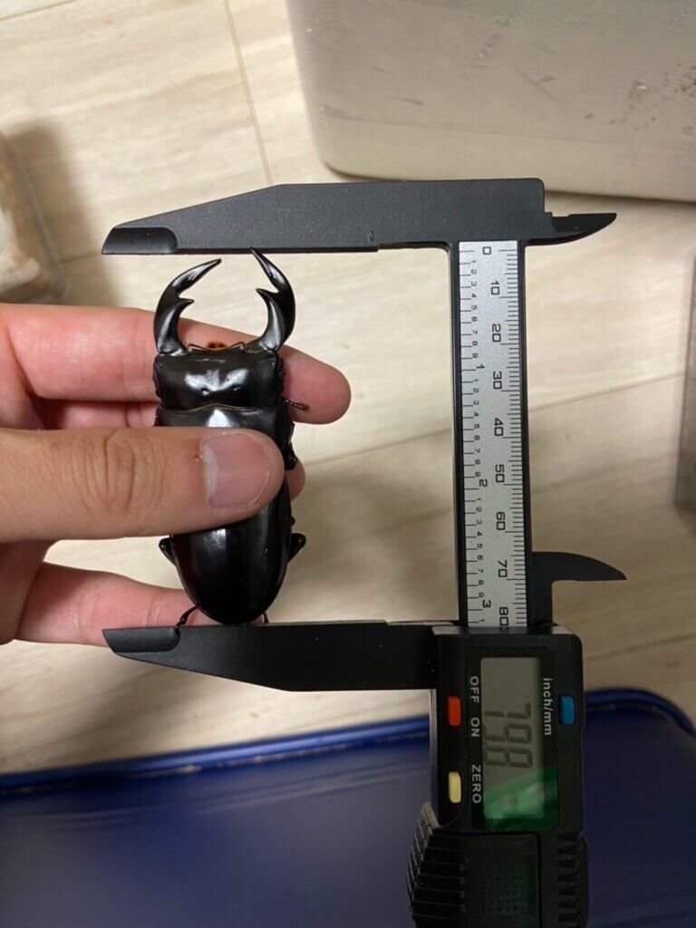 アンタエウスオオクワガタ　インド　